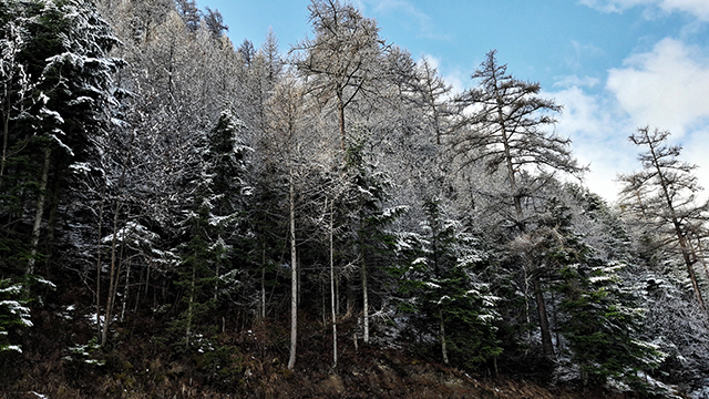 les karellis 2018/photo - Les arbres sous la neige