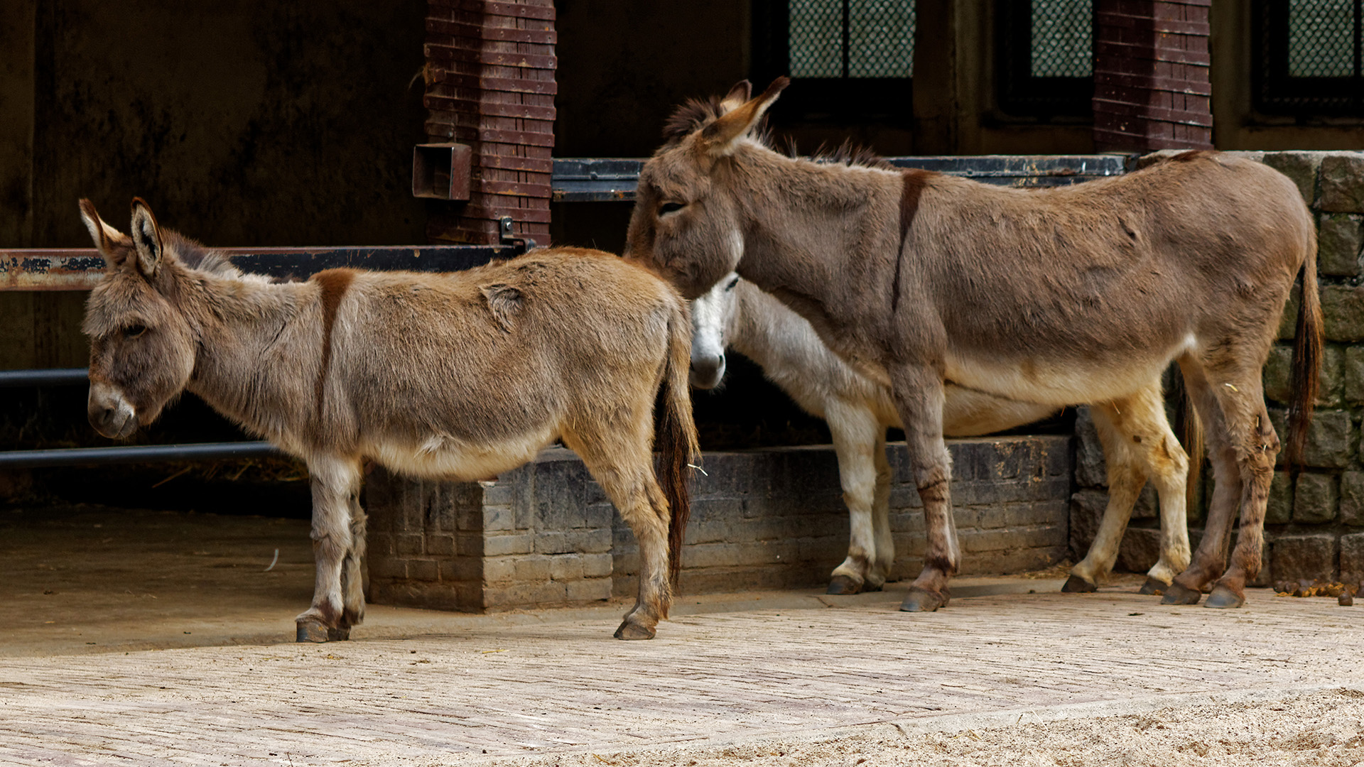 zoo d' Amsterdam