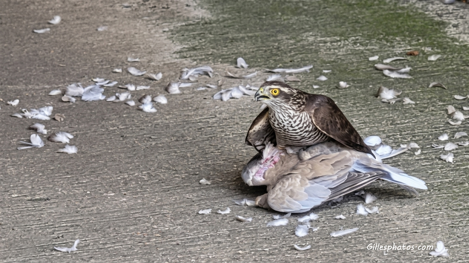 Novembre 2025 : l' épervier et le pigeon