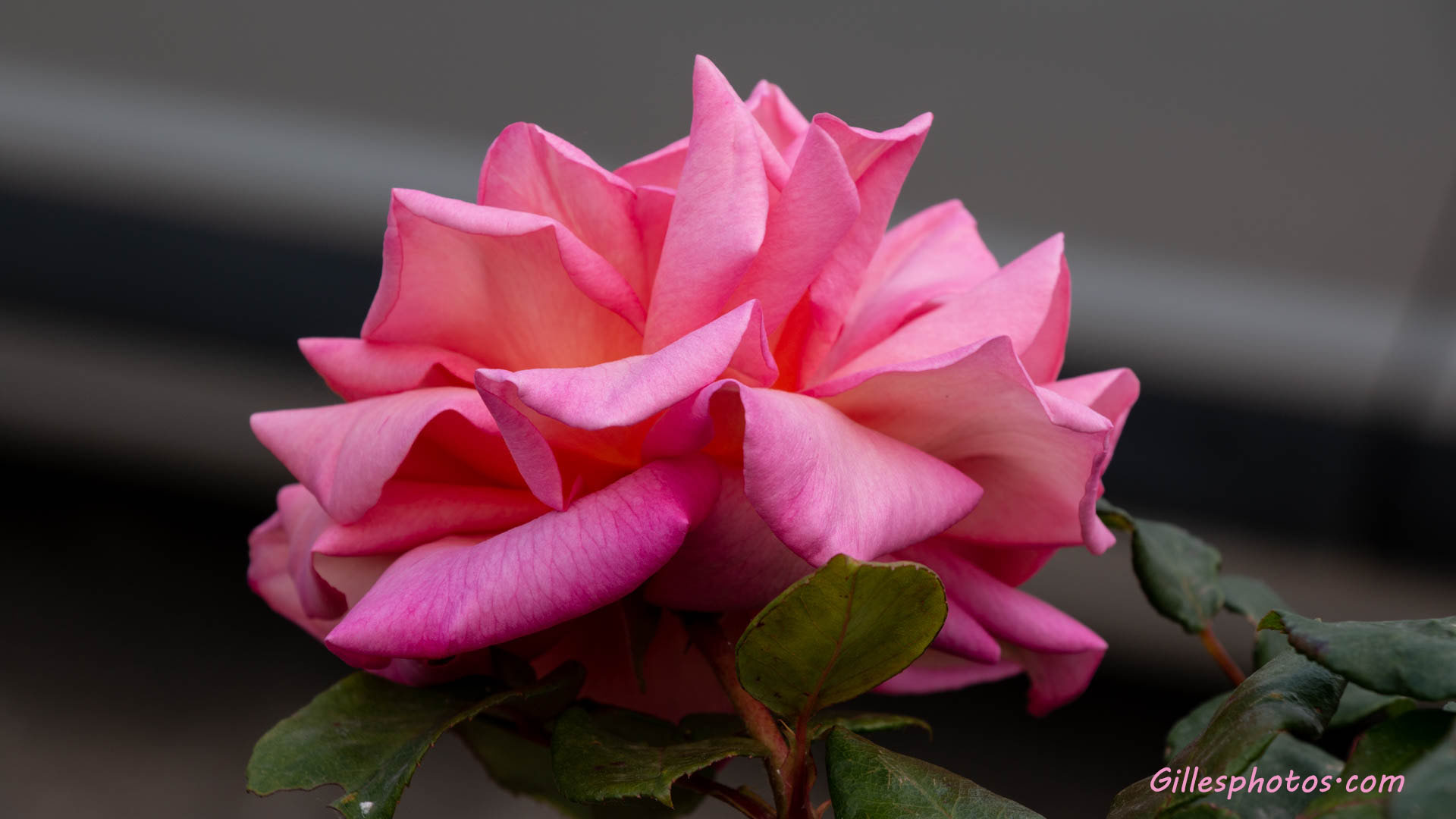 Mai 2025 : Rose du Jardin