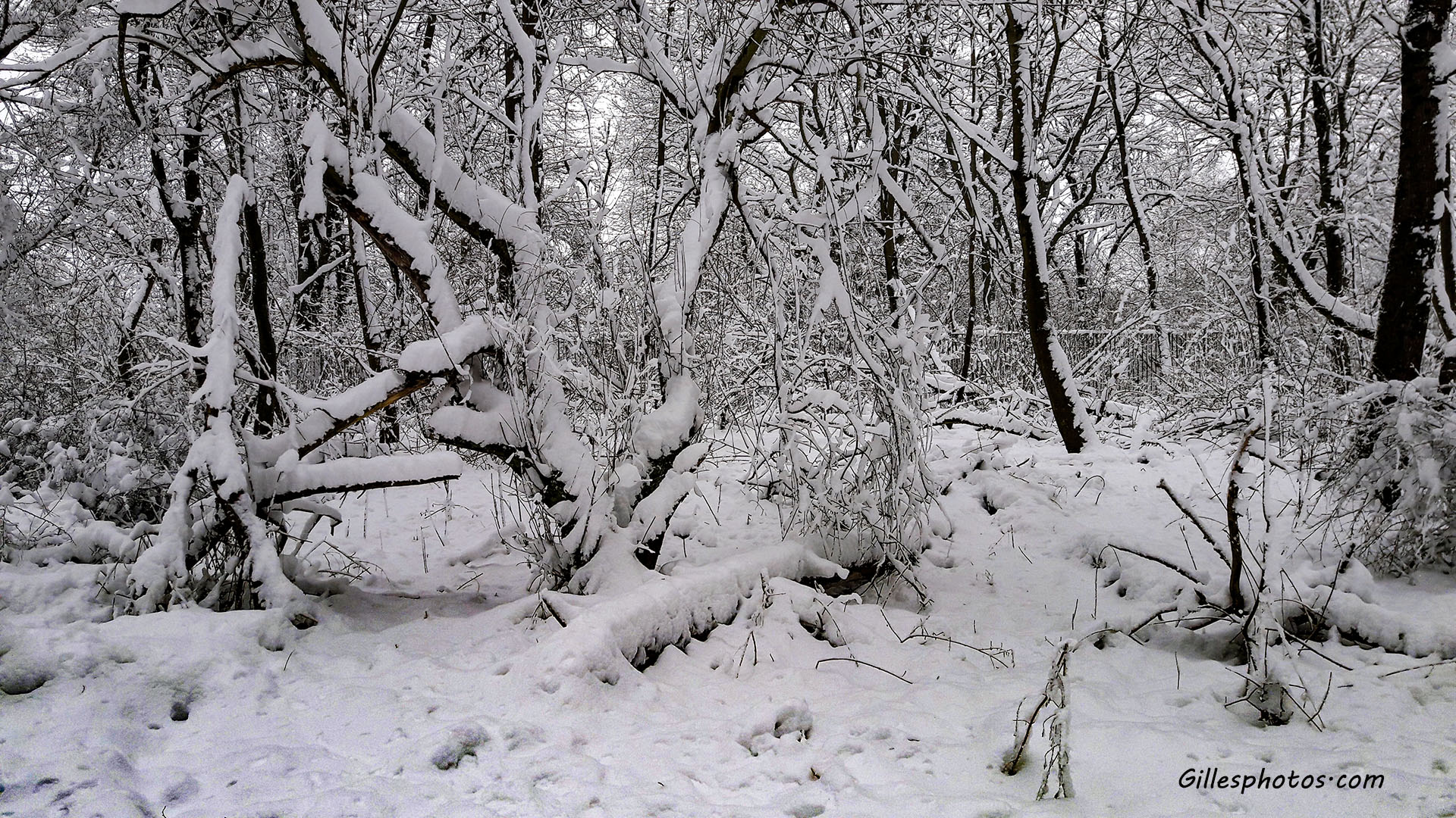 Janvier 2026 : Neige sur la France