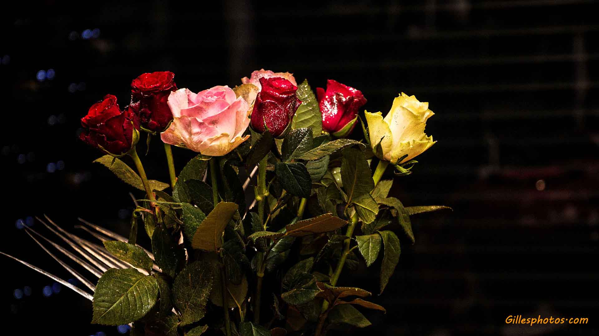 Janvier 2019 : Bouquet de roses de Noël